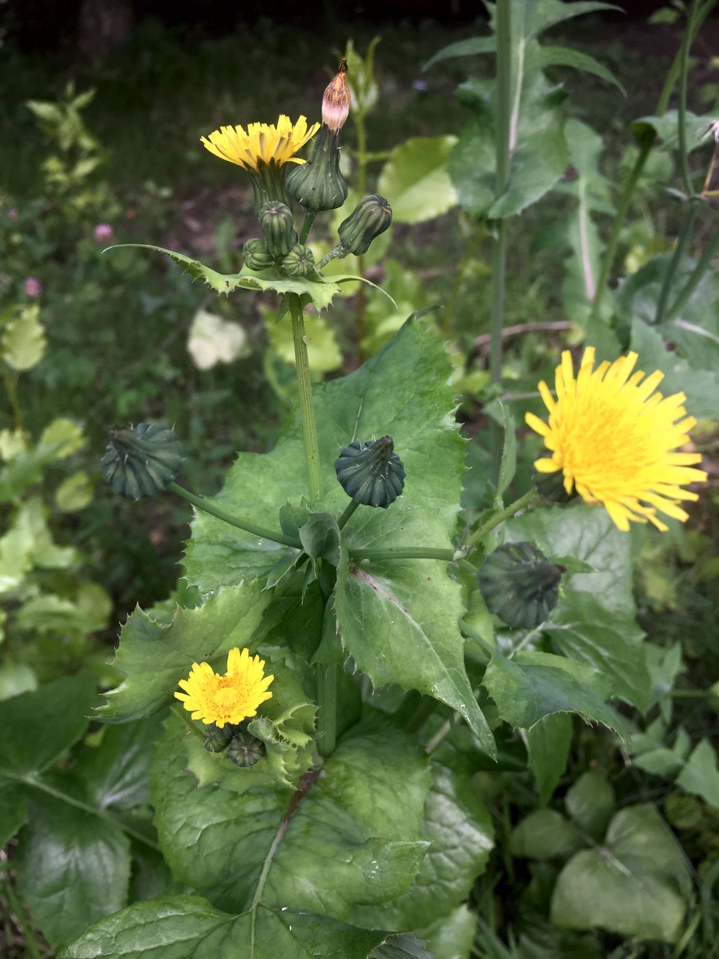 Image of Sonchus asper specimen.