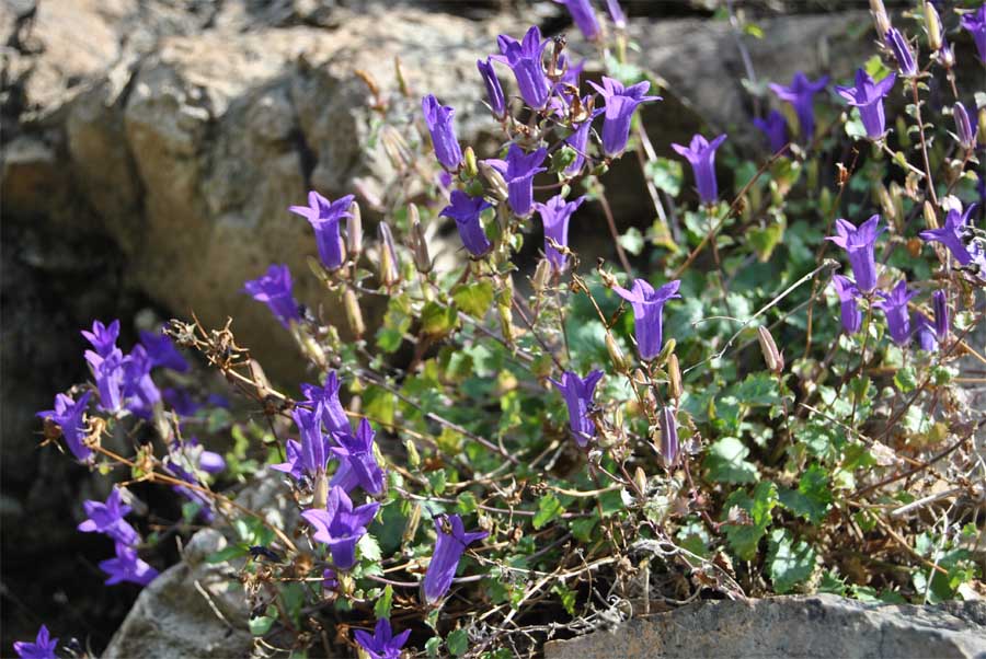 Image of Campanula bayerniana specimen.