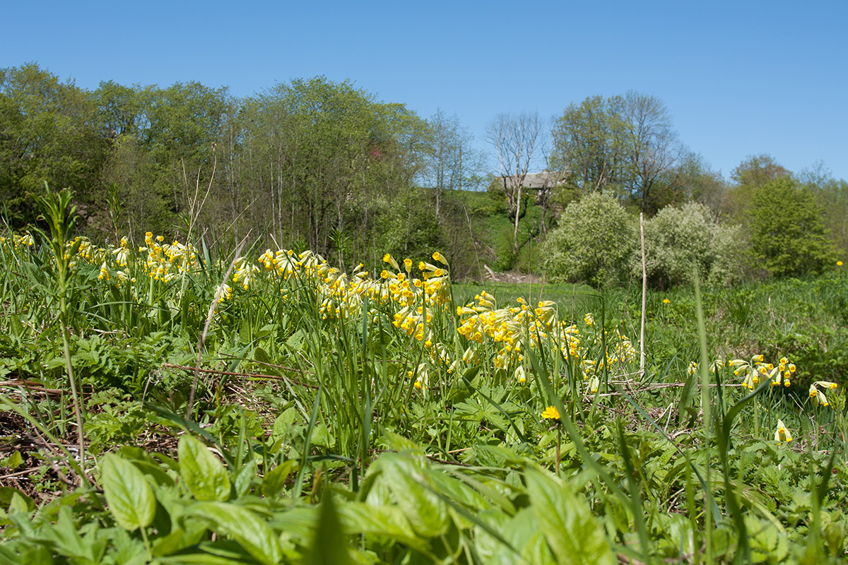 Изображение особи Primula veris.