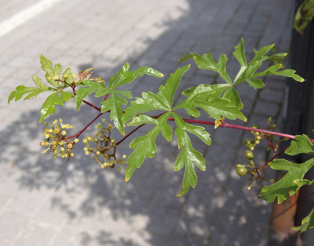 Image of Ampelopsis aconitifolia specimen.