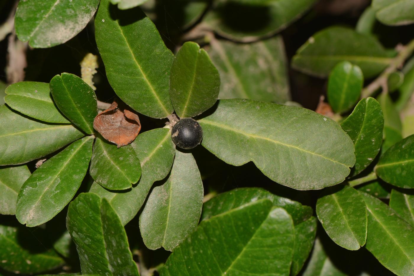 Image of Atalantia buxifolia specimen.