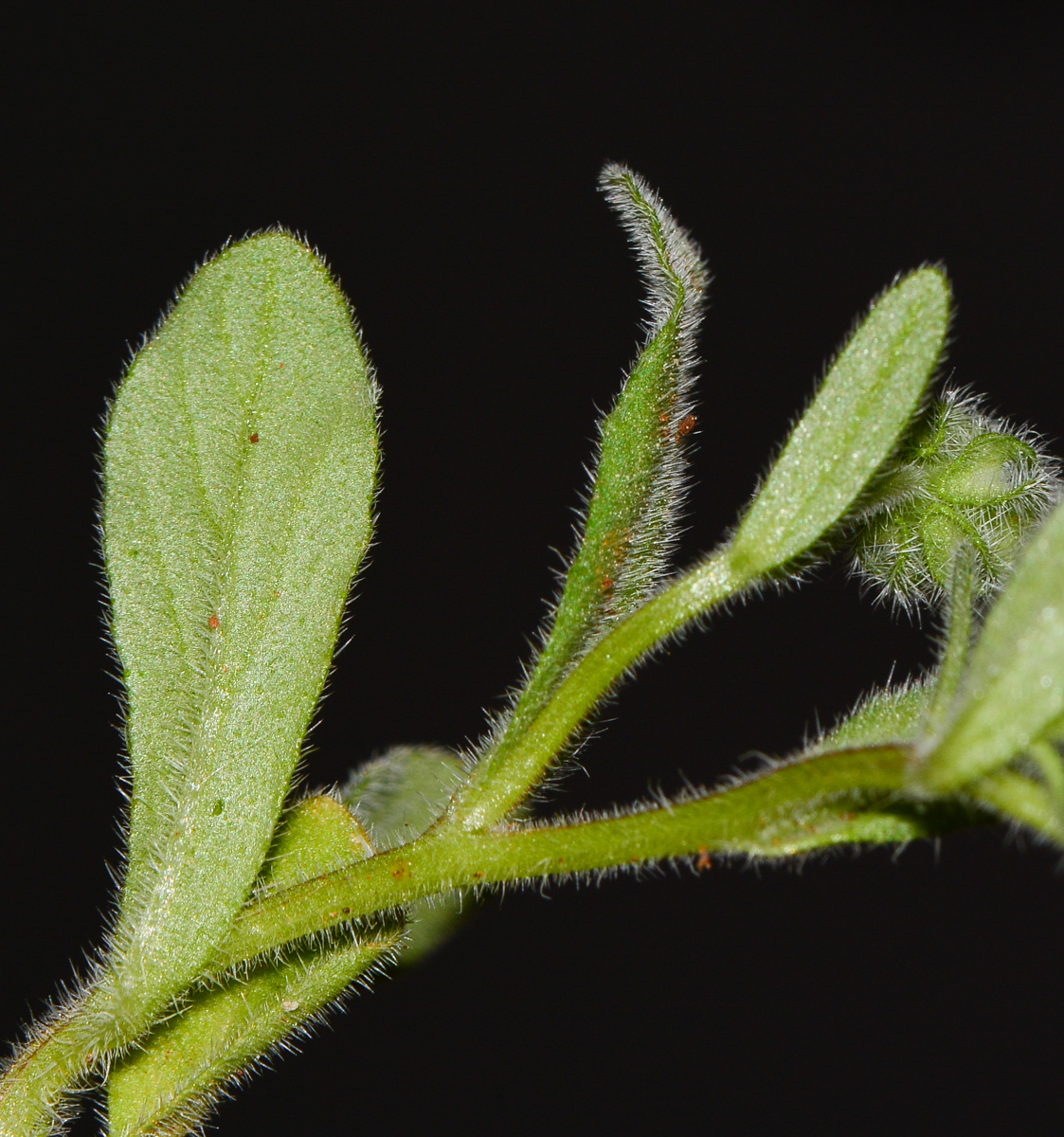 Image of Campanula hierosolymitana specimen.