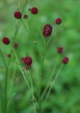 Sanguisorba polygama