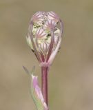 Crithmum maritimum