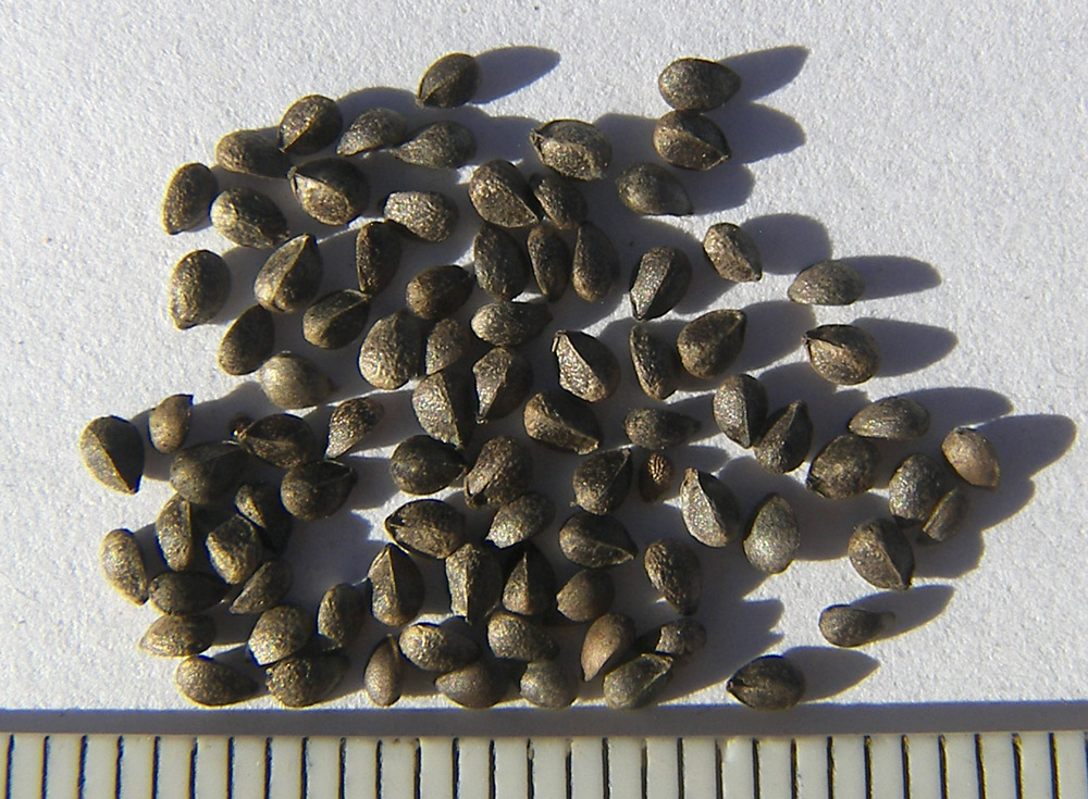 Image of Stachys germanica specimen.