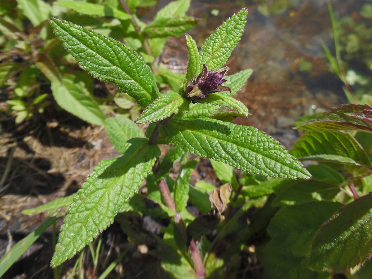 Изображение особи Stachys palustris.