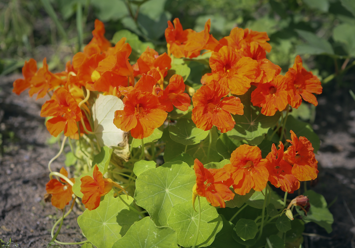 Изображение особи Tropaeolum majus.