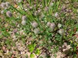 Trifolium arvense