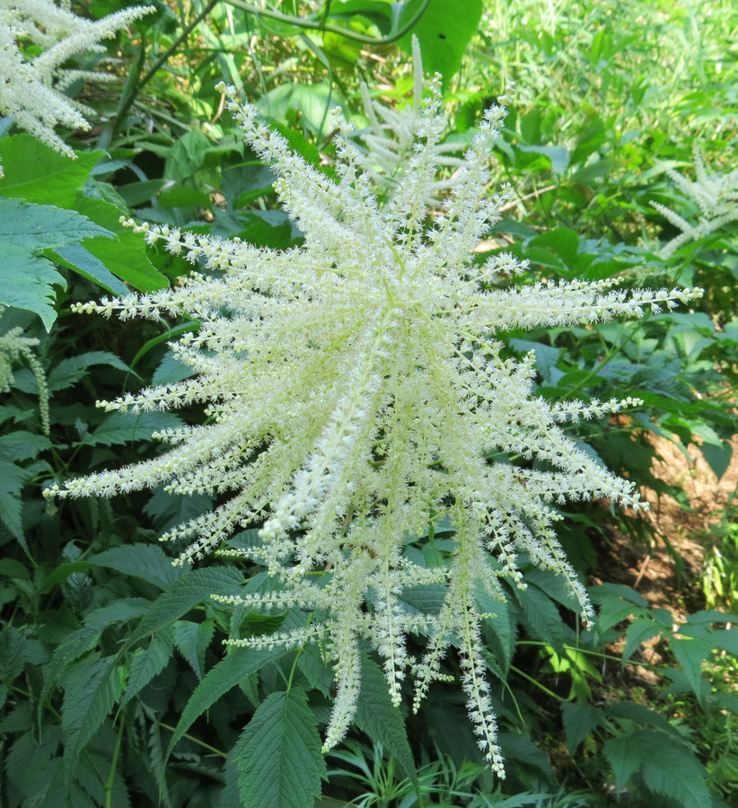 Изображение особи Aruncus dioicus.