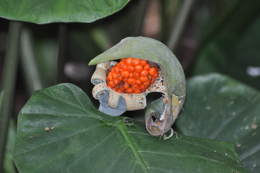 Image of genus Alocasia specimen.