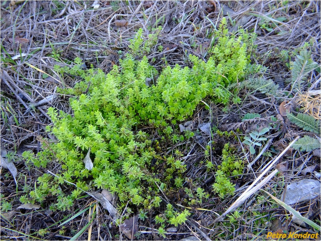 Image of genus Galium specimen.