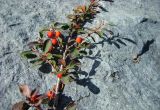 Cotoneaster uniflorus. Ветка растения с плодами. Рудный Алтай, Черный узел. 2013 год.