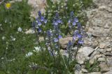 Veronica gentianoides. Цветущее растение. Кабардино-Балкария, Эльбрусский р-н, склон горы Чегет, субальпийский луг. 08.07.2009.