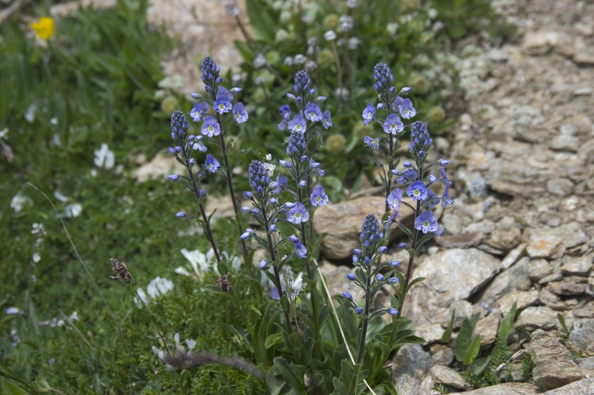 Image of Veronica gentianoides specimen.