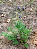 Pulsatilla pratensis. Отцветающее растение. Украина, Киев, заказник \"Лесники\", боровая терраса. 9 мая 2010 г.