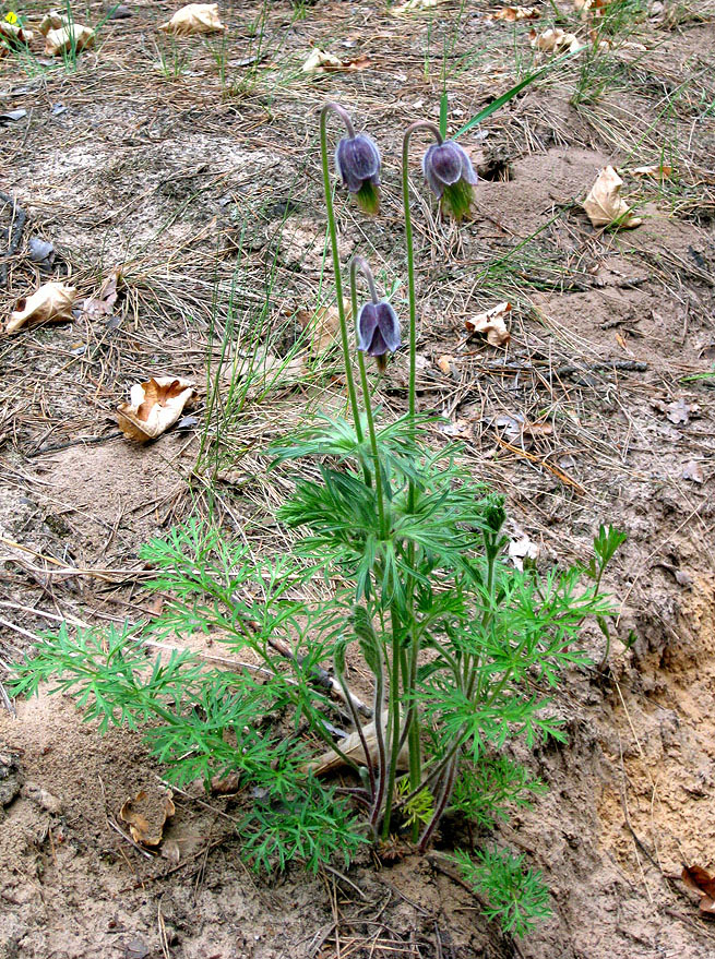 Изображение особи Pulsatilla pratensis.