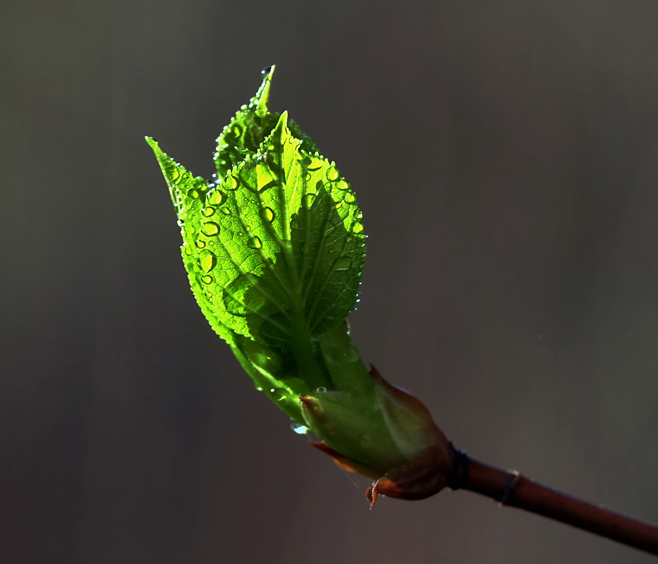 Image of Hydrangea petiolaris specimen.