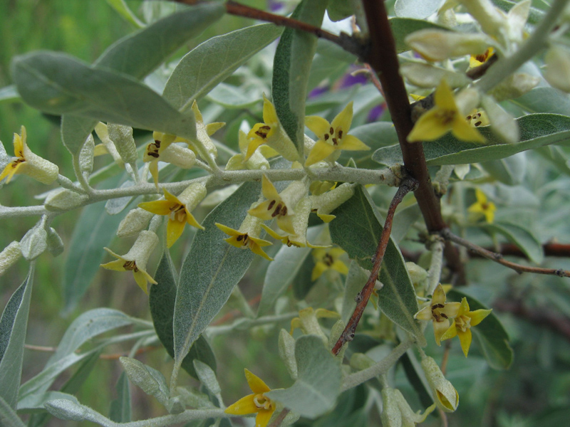 Image of Elaeagnus angustifolia specimen.