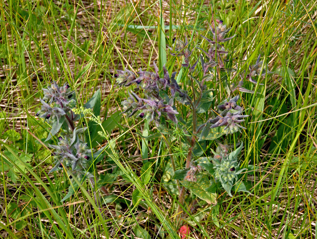 Image of Nonea rossica specimen.