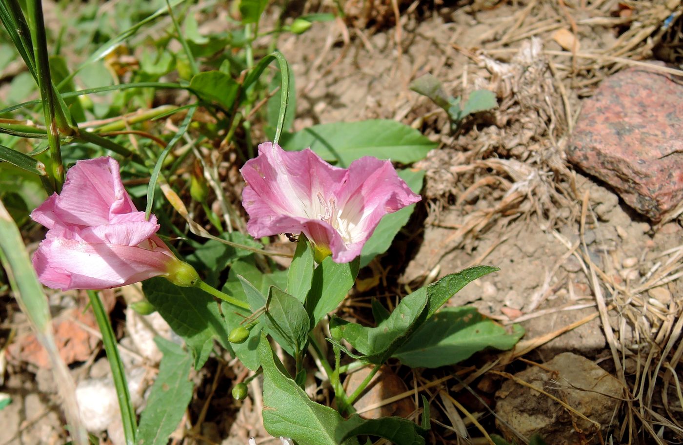 Image of Convolvulus arvensis specimen.