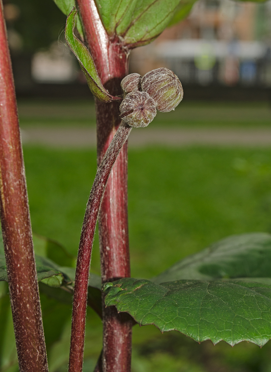 Image of Ligularia dentata specimen.