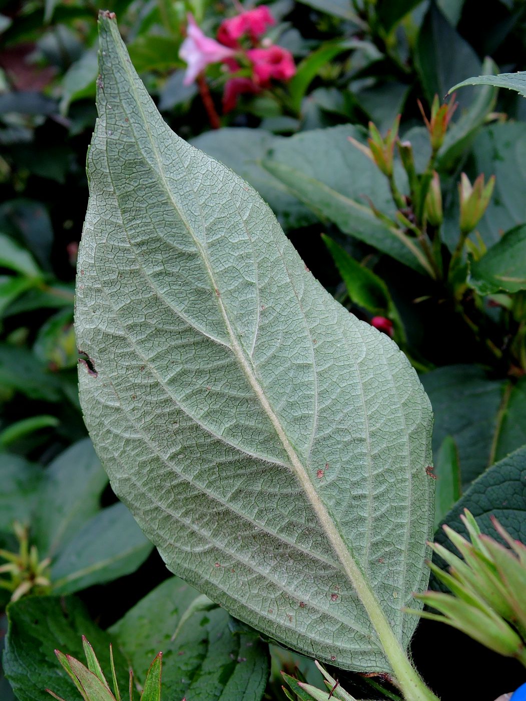 Image of genus Weigela specimen.