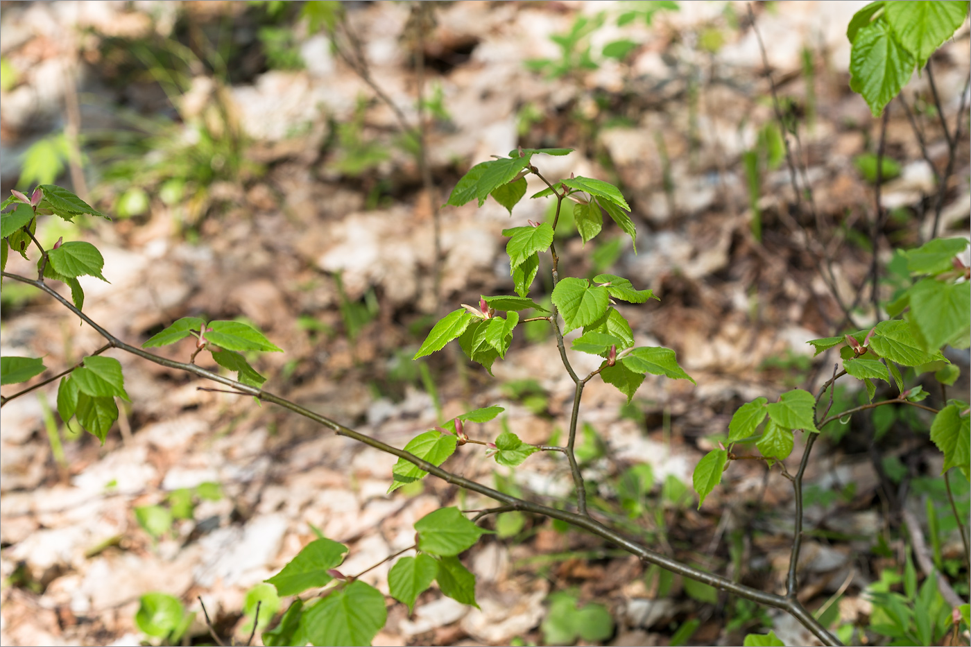 Image of Tilia cordata specimen.