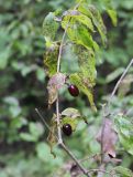 Cornus mas