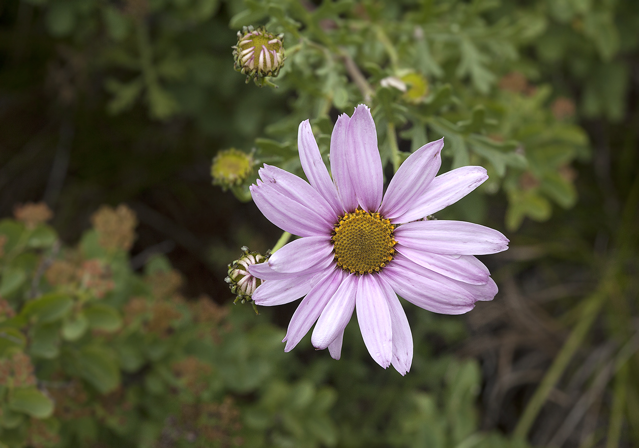 Изображение особи Chrysanthemum sinuatum.