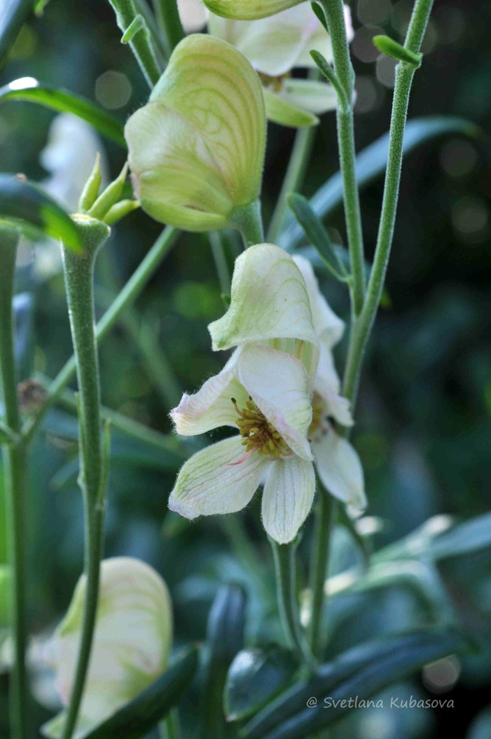 Image of Aconitum napellus specimen.