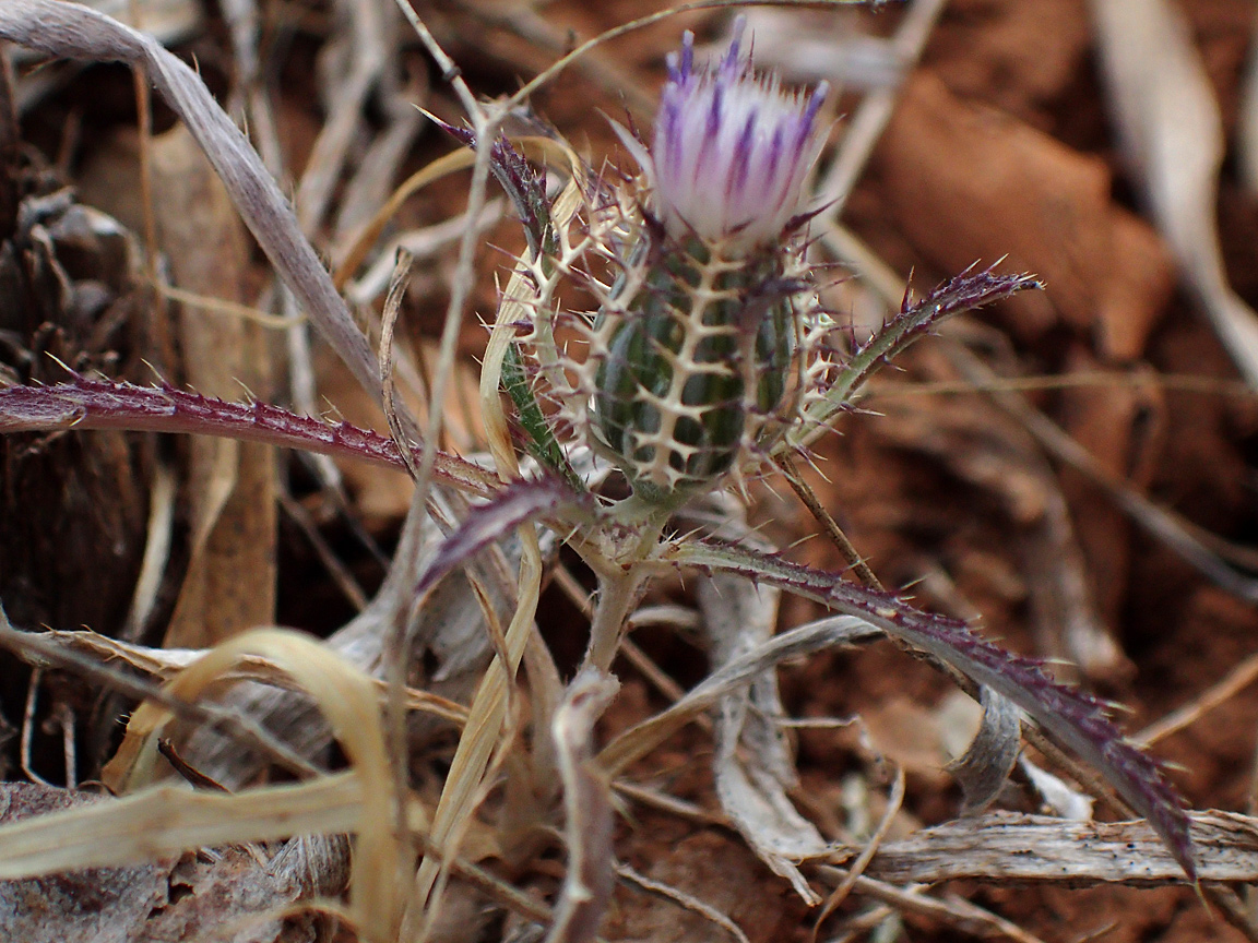 Image of Atractylis cancellata specimen.