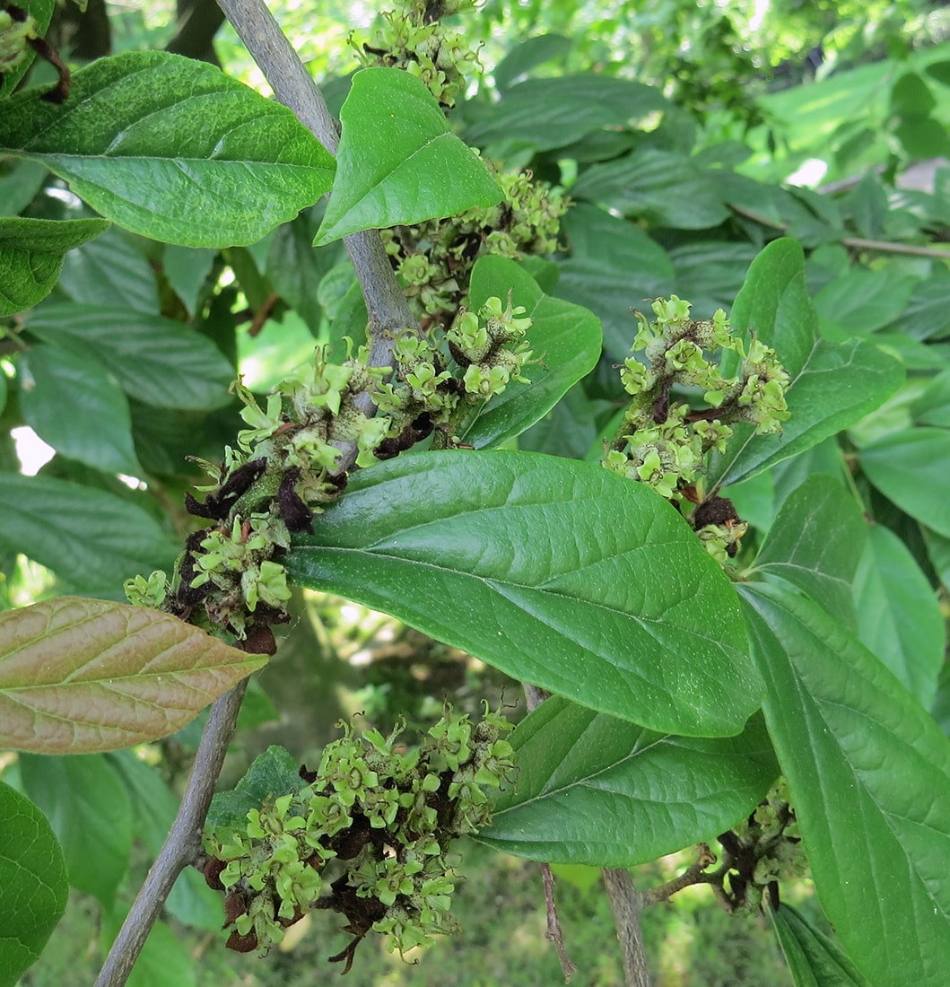 Image of &times; Sycoparrotia semidecidua specimen.