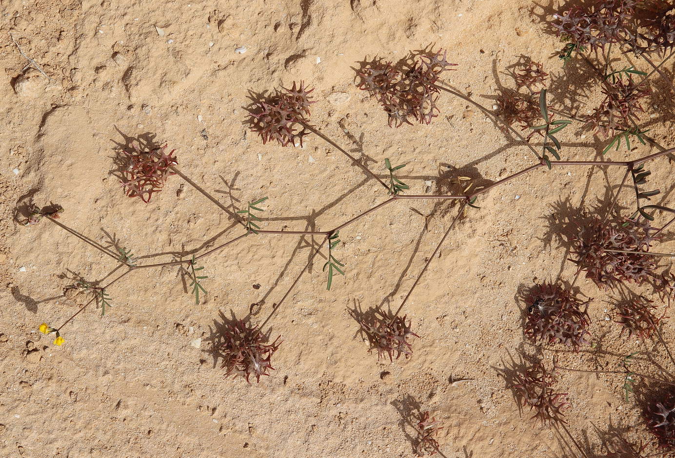 Изображение особи Hippocrepis areolata.