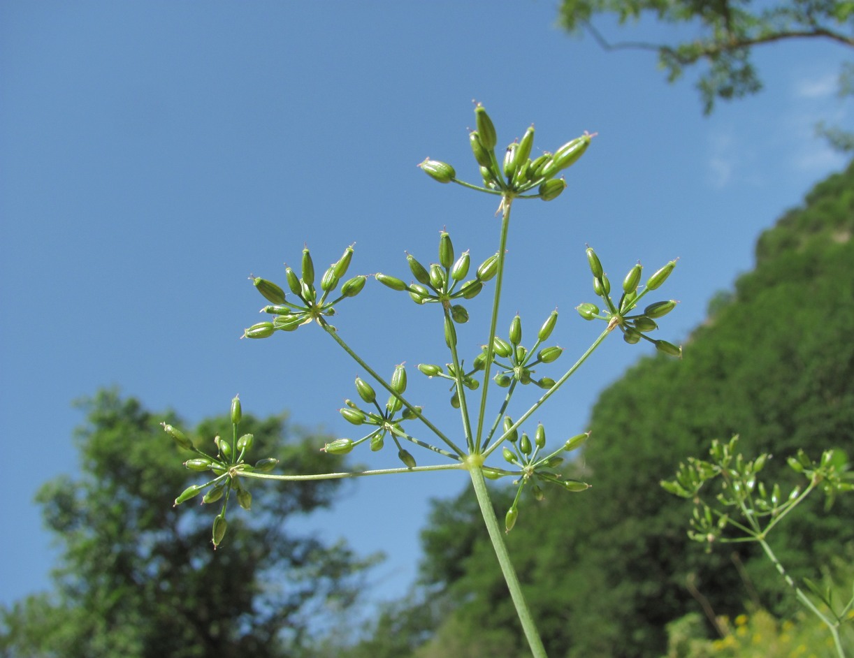 Изображение особи род Chaerophyllum.