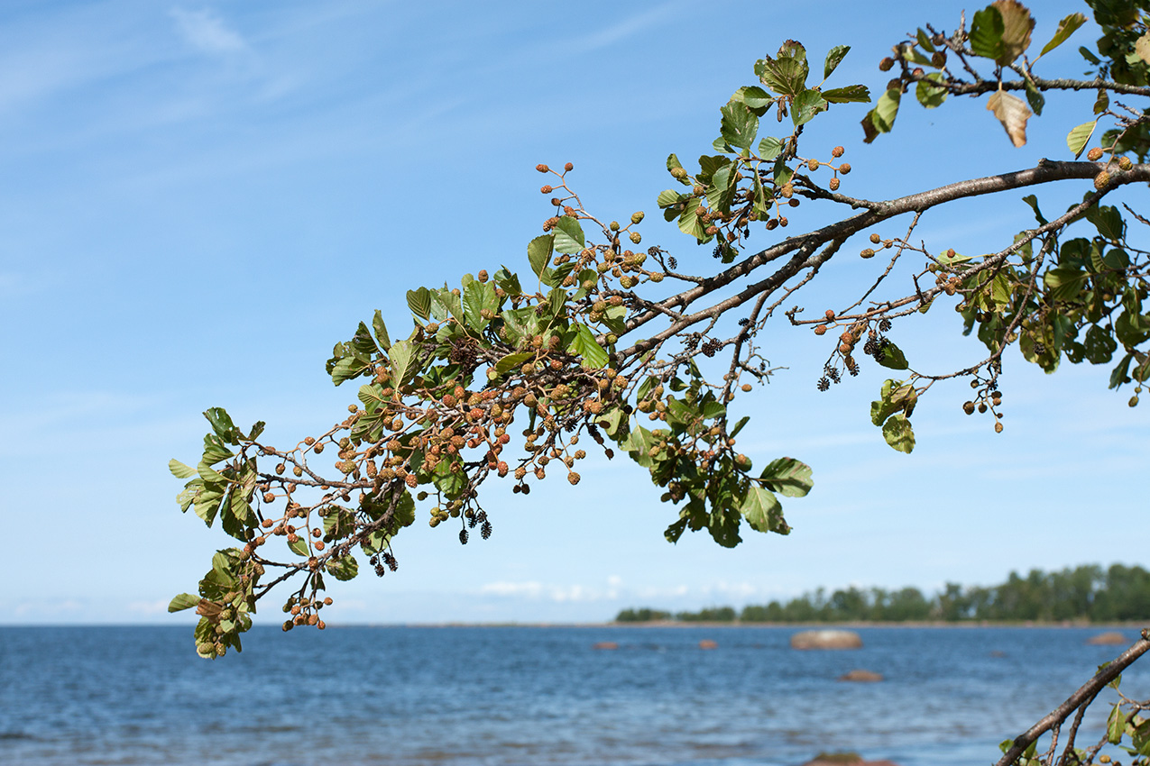 Image of Alnus glutinosa specimen.