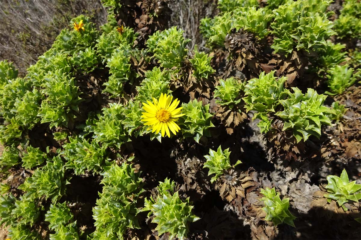 Изображение особи Haplopappus foliosus.