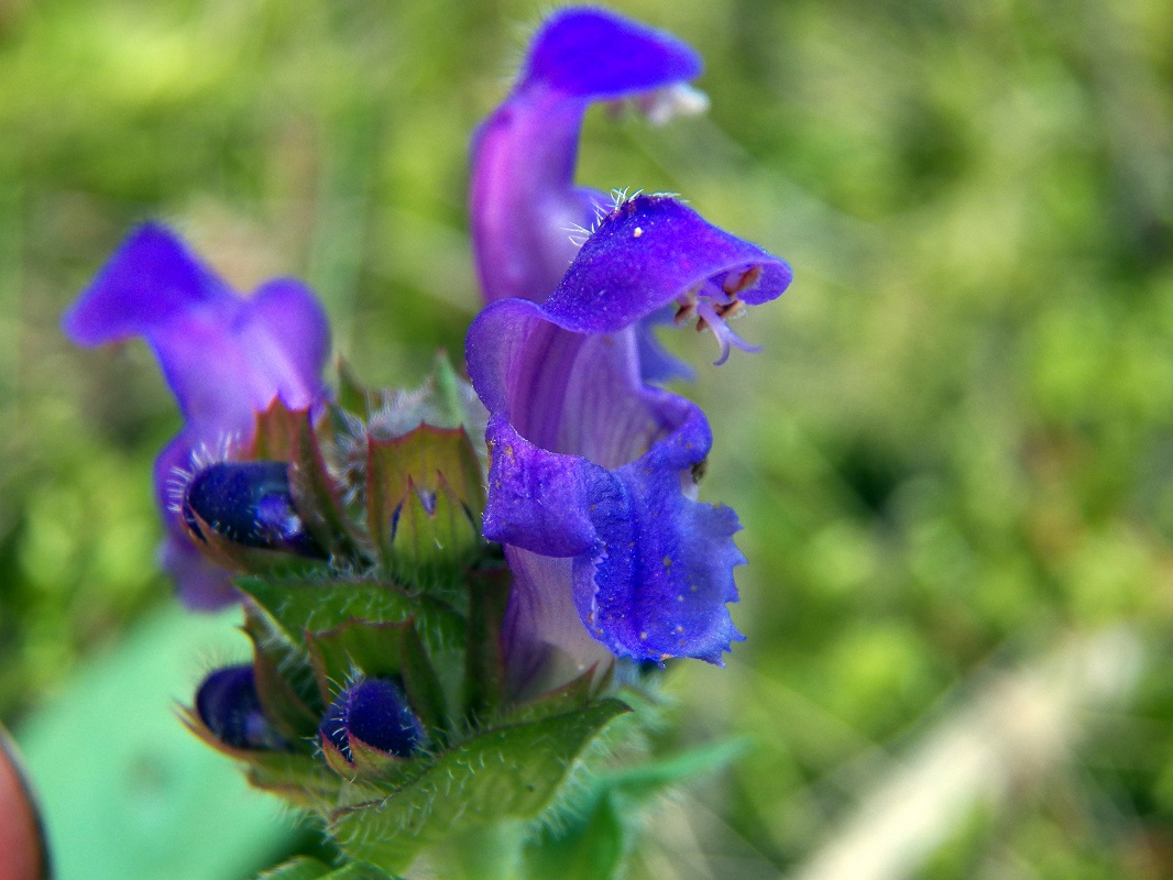 Изображение особи Prunella grandiflora.