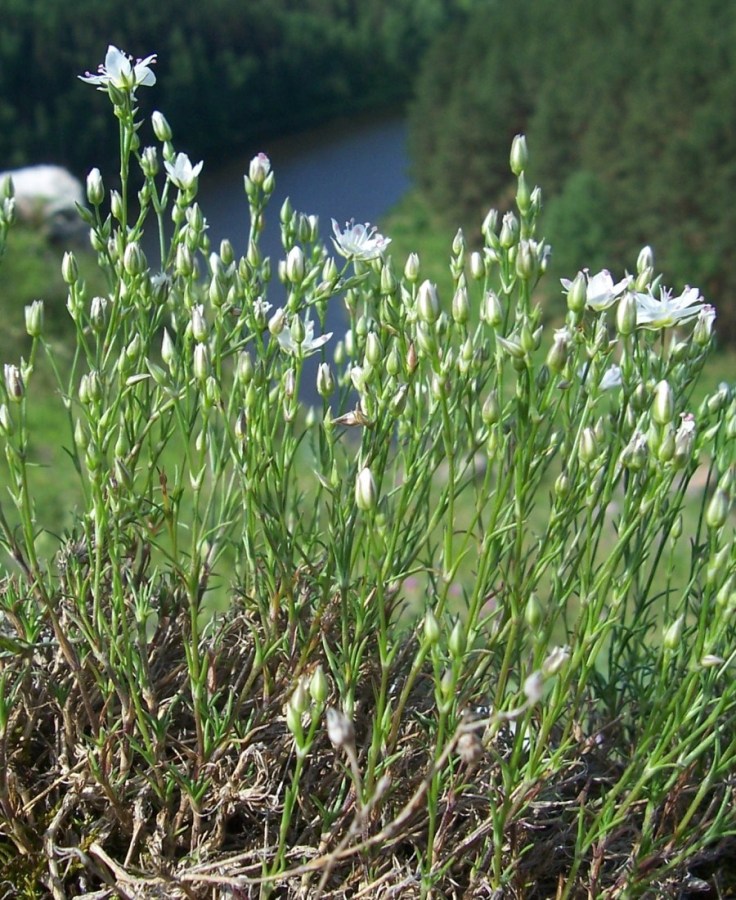 Image of Minuartia krascheninnikovii specimen.