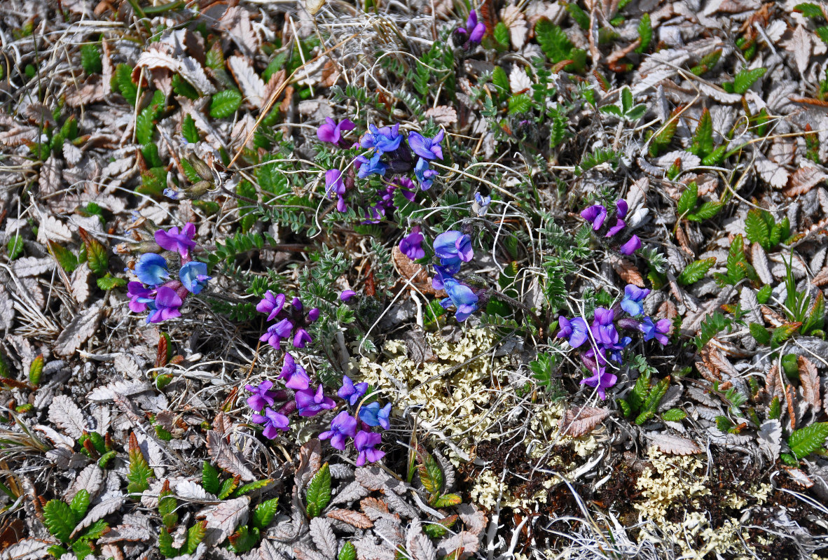 Изображение особи Oxytropis alpina.