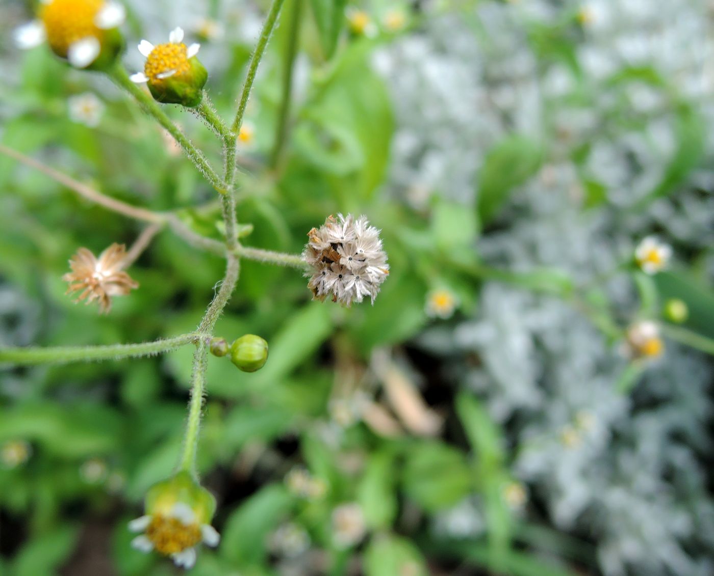 Image of Galinsoga parviflora specimen.