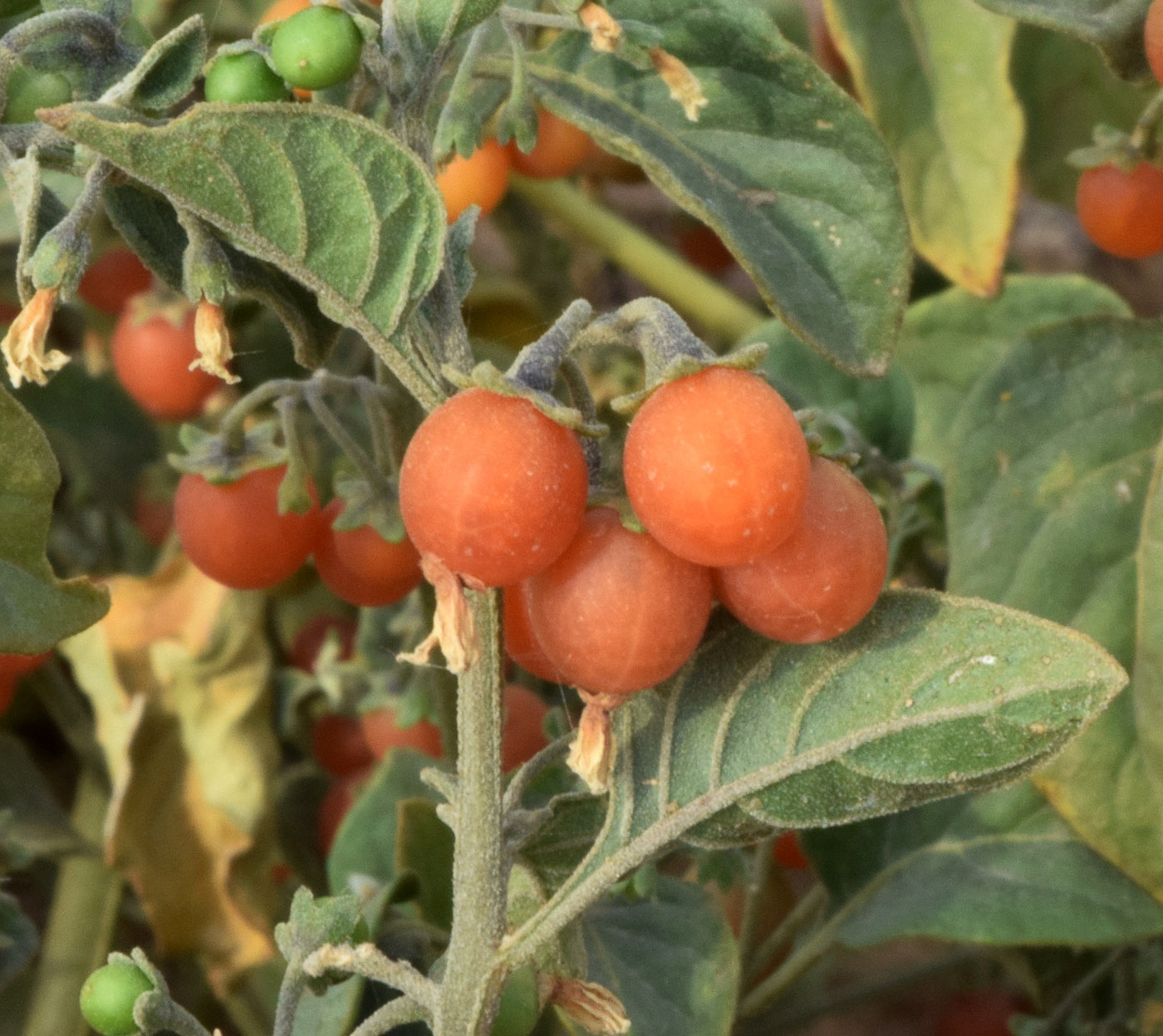 Image of Solanum olgae specimen.