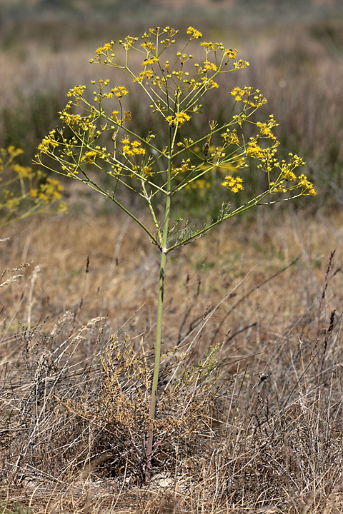 Image of Prangos didyma specimen.