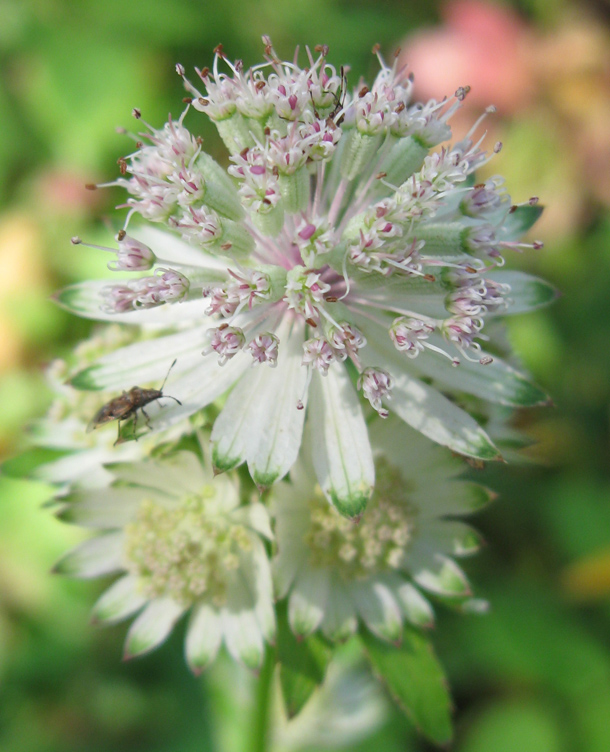 Изображение особи Astrantia major.