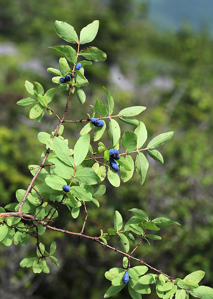 Изображение особи Lonicera caerulea.