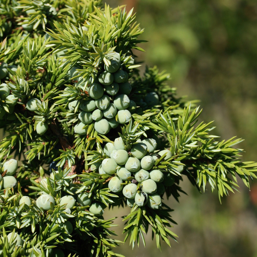 Изображение особи Juniperus communis.