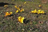 Crocus × luteus. Цветущие растения. Нидерланды, провинция Гронинген, деревня Питербюрен, ботанический сад \"Domies Toen\", в культуре. 20 марта 2011 г.