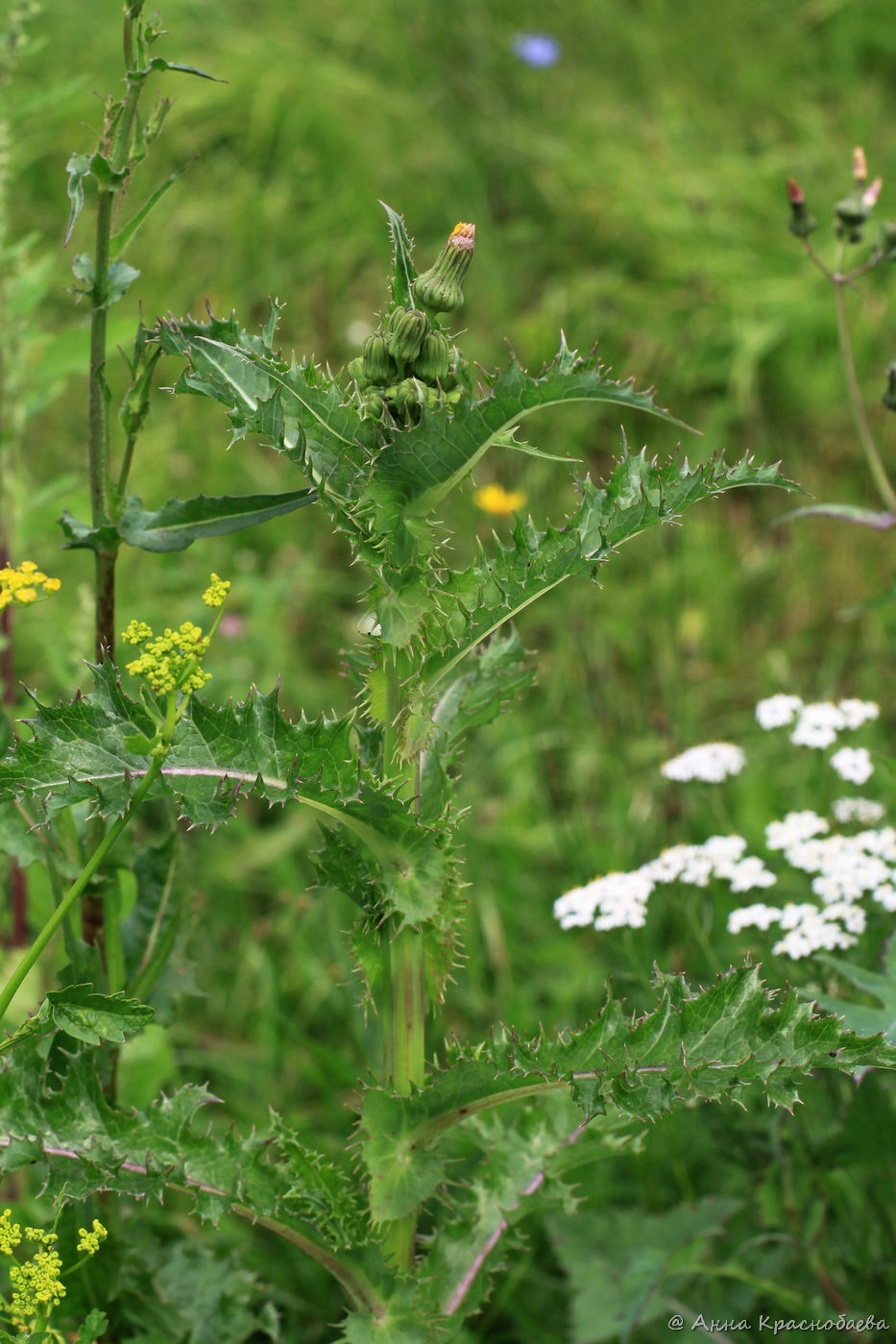 Image of Sonchus asper specimen.