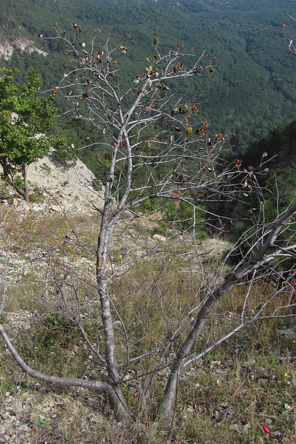 Изображение особи Sorbus taurica.