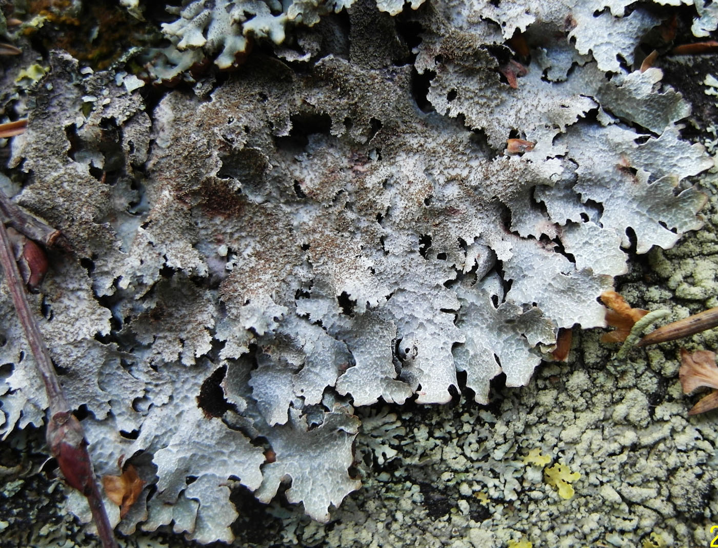 Изображение особи Parmelia saxatilis.