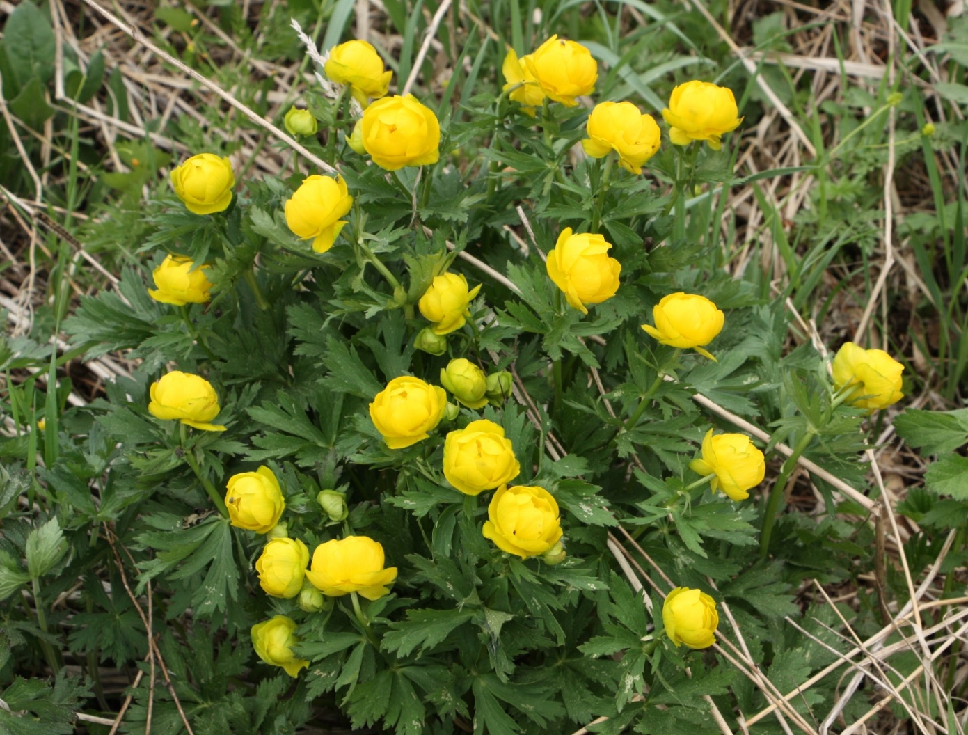 Image of Trollius europaeus specimen.